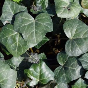 Hedera hibernica 125-150 cm